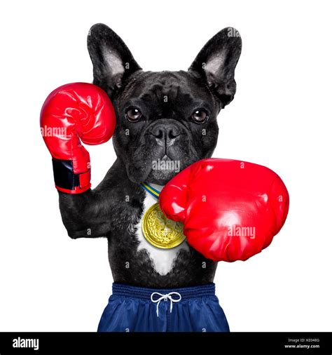 Creating New Legends: Spotlight on the Rising Stars of Magic Puppy Boxing